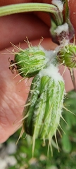 Sonchus tenerrimus