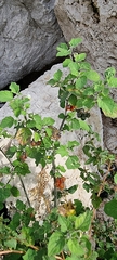 Solanum villosum