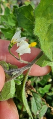 Solanum villosum