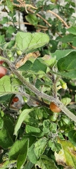 Solanum villosum