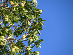 Melaleuca viridiflora