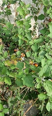 Solanum villosum