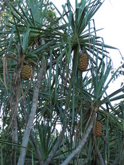 Pandanus cookii