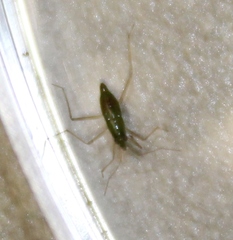 Gerromorpha