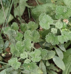 Pseudodictamnus undulatus