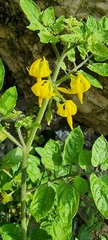 Solanum lycopersicum