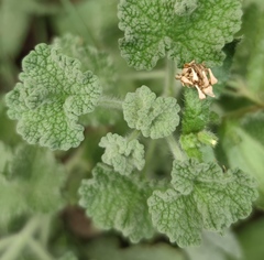 Pseudodictamnus undulatus