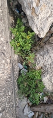Solanum lycopersicum