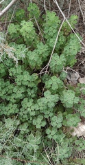 Pseudodictamnus undulatus