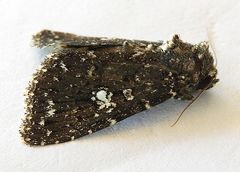 Condica luxuriosa