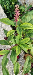 Phytolacca americana