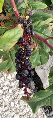 Phytolacca americana