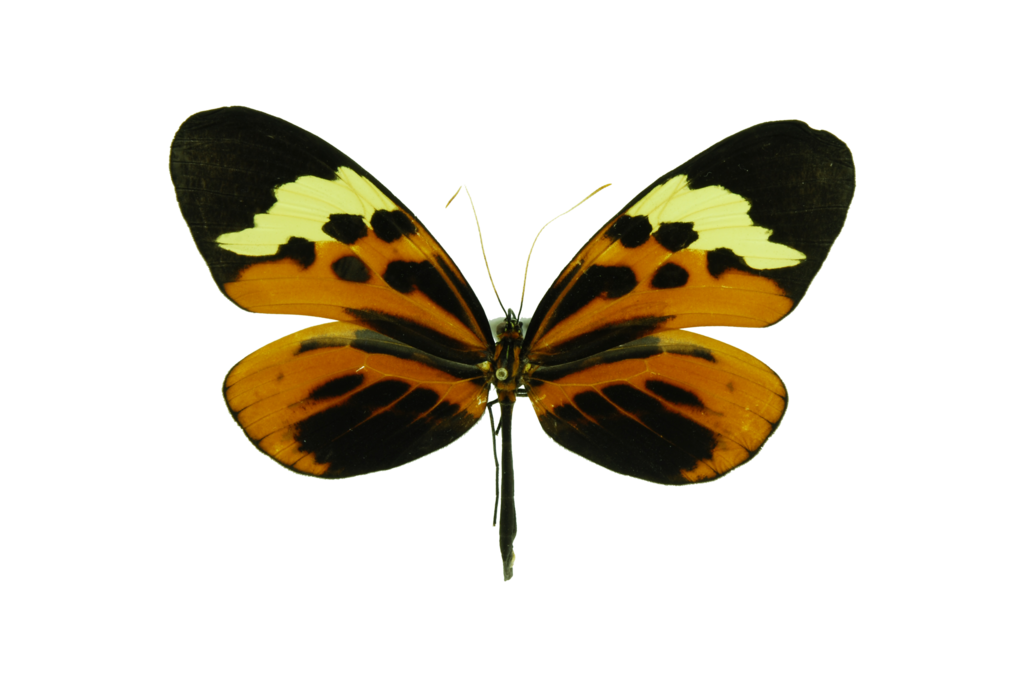 Melinaea menophilus