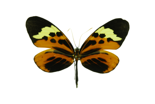 Melinaea menophilus