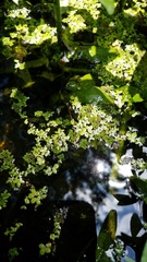 Azolla caroliniana