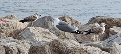 Larus michahellis