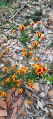 Pultenaea brachytropis