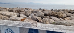 Larus michahellis
