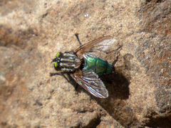 Sarconesia chlorogaster