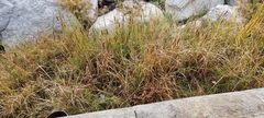 Typha