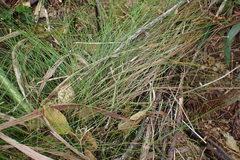 Ficinia fascicularis