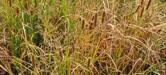 Typha