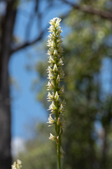 Prasophyllum brownii