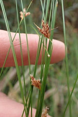 Ficinia fascicularis