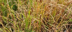 Typha
