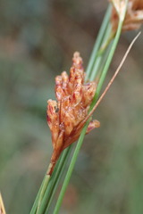 Ficinia fascicularis