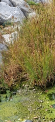 Typha