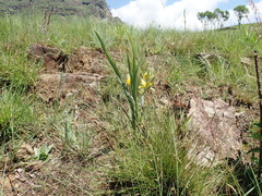 Hypoxis rigidula