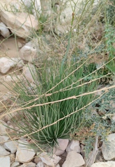 Asphodelus tenuifolius