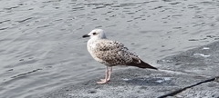 Larus michahellis