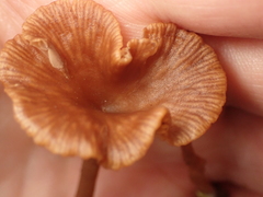 Omphalina pyxidata