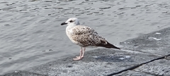 Larus michahellis