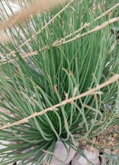 Asphodelus tenuifolius