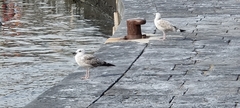 Larus michahellis