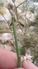 Asphodelus tenuifolius