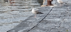 Larus michahellis