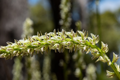 Prasophyllum brownii