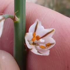 Asphodelus tenuifolius
