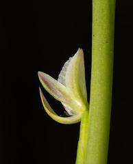 Prasophyllum brownii