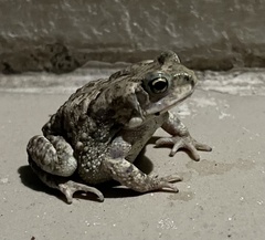 Duttaphrynus stomaticus