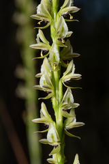 Prasophyllum brownii