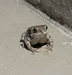 Duttaphrynus stomaticus