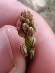 Asphodelus tenuifolius