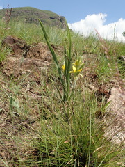 Hypoxis rigidula
