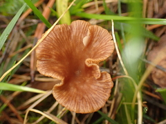 Omphalina pyxidata