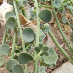 Andrachne telephioides